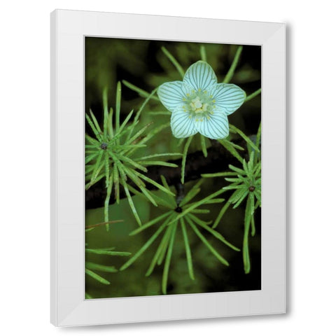 MI, Bog-Star flower in tree needles in autumn White Modern Wood Framed Art Print by Carlson, Mark