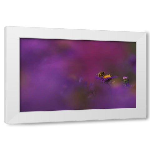 MI, Honeybee pollinating aster blossom White Modern Wood Framed Art Print by Carlson, Mark