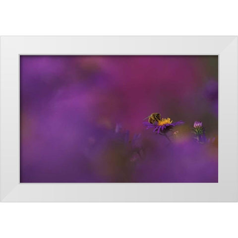 MI, Honeybee pollinating aster blossom White Modern Wood Framed Art Print by Carlson, Mark