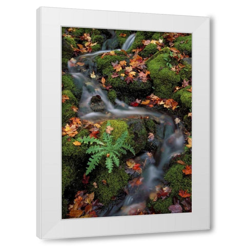 MI, Waterfall through moss and autumn leaves White Modern Wood Framed Art Print by Carlson, Mark