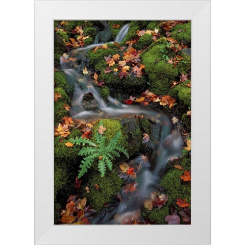MI, Waterfall through moss and autumn leaves White Modern Wood Framed Art Print by Carlson, Mark