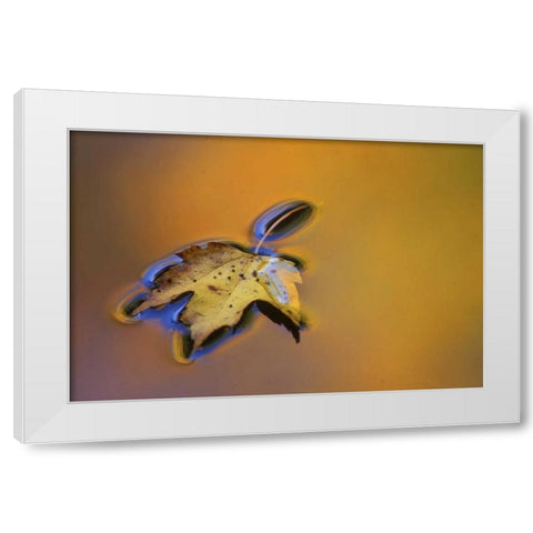 MI, Maple leaf floating on water surface White Modern Wood Framed Art Print by Carlson, Mark