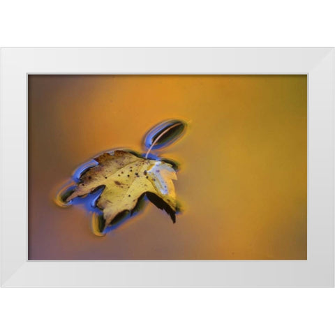 MI, Maple leaf floating on water surface White Modern Wood Framed Art Print by Carlson, Mark