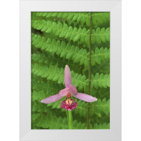 MI, Rose pogonia orchid and marsh fern in spring White Modern Wood Framed Art Print by Carlson, Mark