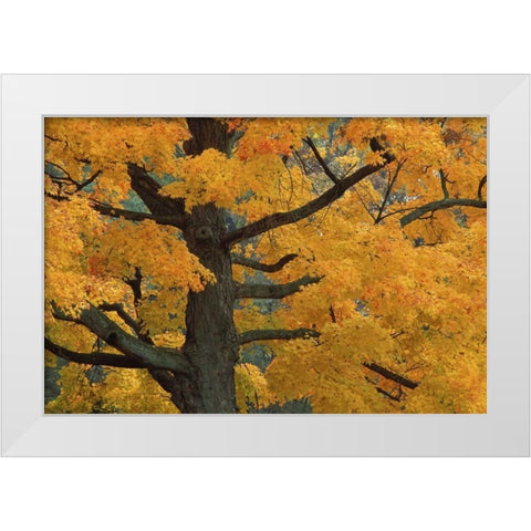 Michigan, Close-up of sugar maple tree in autumn White Modern Wood Framed Art Print by Carlson, Mark