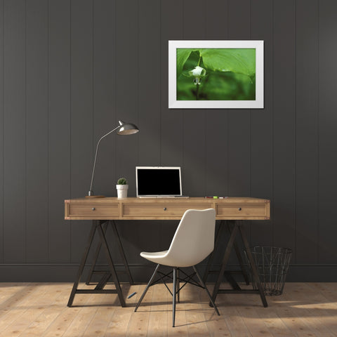 MI, Trillium flower hangs beneath leaf in spring White Modern Wood Framed Art Print by Carlson, Mark