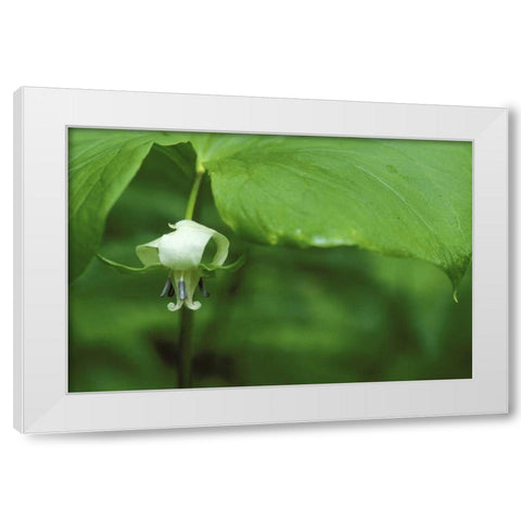 MI, Trillium flower hangs beneath leaf in spring White Modern Wood Framed Art Print by Carlson, Mark