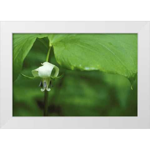 MI, Trillium flower hangs beneath leaf in spring White Modern Wood Framed Art Print by Carlson, Mark