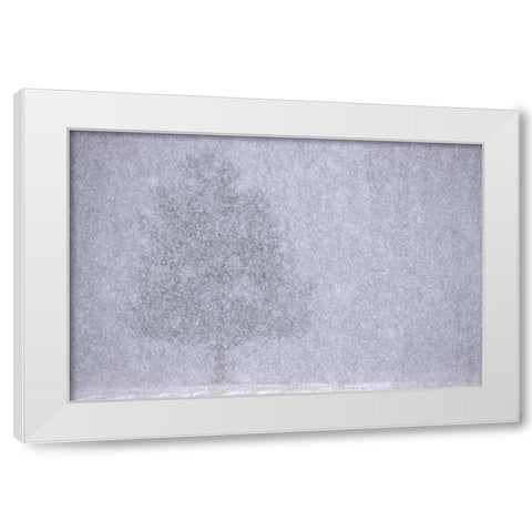 MI, White pine in a heavy snow squall White Modern Wood Framed Art Print by Carlson, Mark