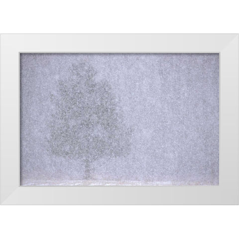 MI, White pine in a heavy snow squall White Modern Wood Framed Art Print by Carlson, Mark