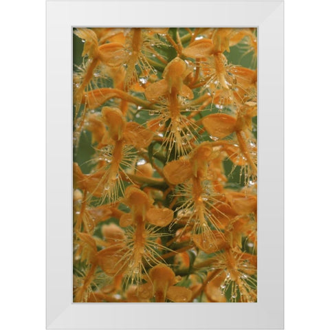 Michigan, Yellow fringed orchid with dew White Modern Wood Framed Art Print by Carlson, Mark