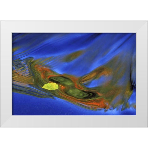 MI, birch leaf in river current in autumn White Modern Wood Framed Art Print by Carlson, Mark