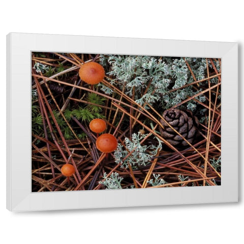 MI, Forest floor with mushrooms and leaf litter White Modern Wood Framed Art Print by Carlson, Mark