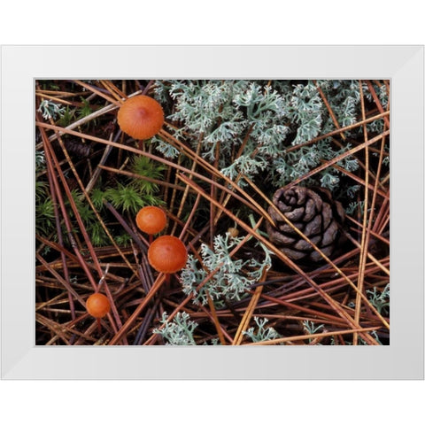 MI, Forest floor with mushrooms and leaf litter White Modern Wood Framed Art Print by Carlson, Mark