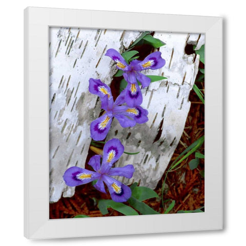 MI, Dwarf lake iris growing through birch bark White Modern Wood Framed Art Print by Zuckerman, Jim