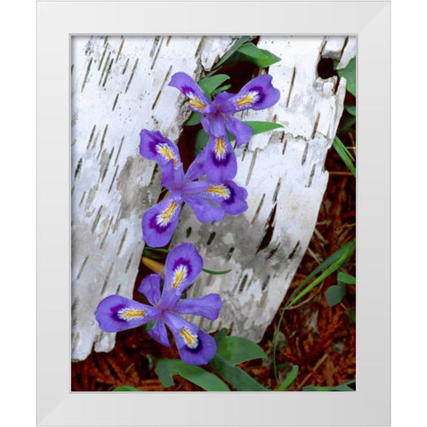 MI, Dwarf lake iris growing through birch bark White Modern Wood Framed Art Print by Zuckerman, Jim