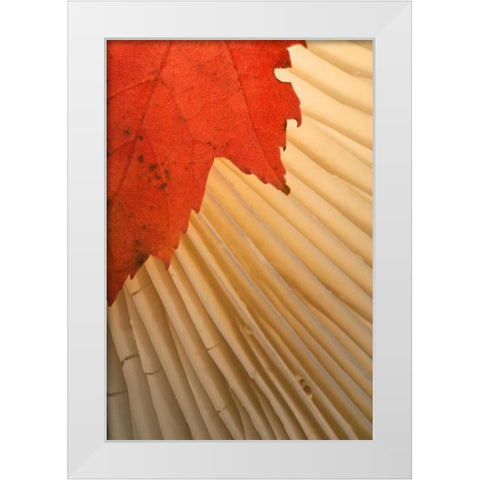 Michigan Red maple leaf and mushroom gill White Modern Wood Framed Art Print by Rotenberg, Nancy