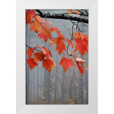 MI, Red maple leaves hang in a foggy forest White Modern Wood Framed Art Print by Rotenberg, Nancy