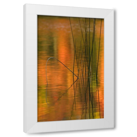 Michigan Reeds in autumn reflections in water White Modern Wood Framed Art Print by Rotenberg, Nancy