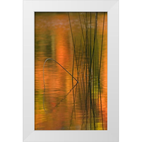 Michigan Reeds in autumn reflections in water White Modern Wood Framed Art Print by Rotenberg, Nancy