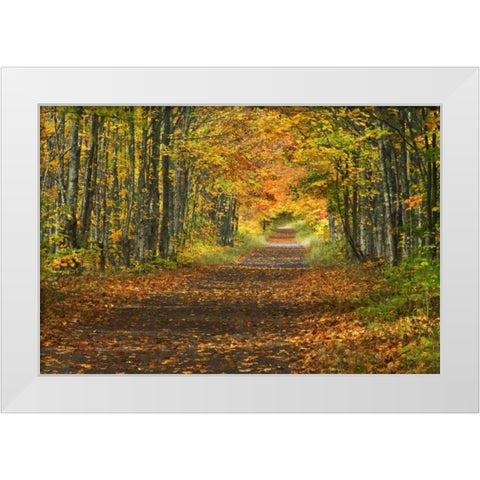 Michigan Roadway into fall foliage White Modern Wood Framed Art Print by Rotenberg, Nancy