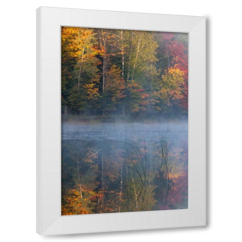MI, Thornton Lake with fog and tree reflections White Modern Wood Framed Art Print by Rotenberg, Nancy