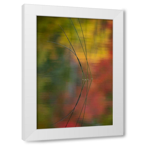 MI, Autumn foliage reflect on Thornton Lake White Modern Wood Framed Art Print by Rotenberg, Nancy