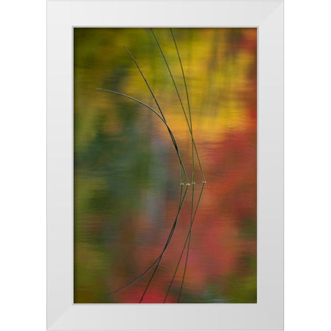 MI, Autumn foliage reflect on Thornton Lake White Modern Wood Framed Art Print by Rotenberg, Nancy
