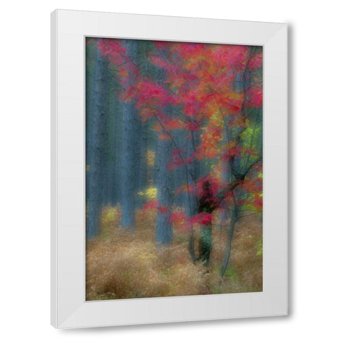Michigan Soft focus of a forest in autumn color White Modern Wood Framed Art Print by Rotenberg, Nancy
