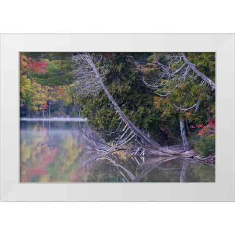 MI, Petes Lake reflects autumn foliage White Modern Wood Framed Art Print by Rotenberg, Nancy