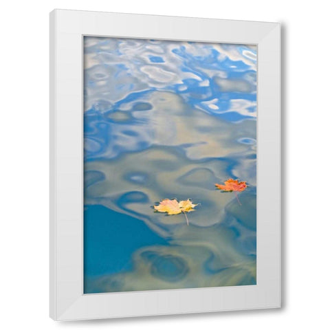 MI, Two leaves floating on Petes Lake White Modern Wood Framed Art Print by Rotenberg, Nancy
