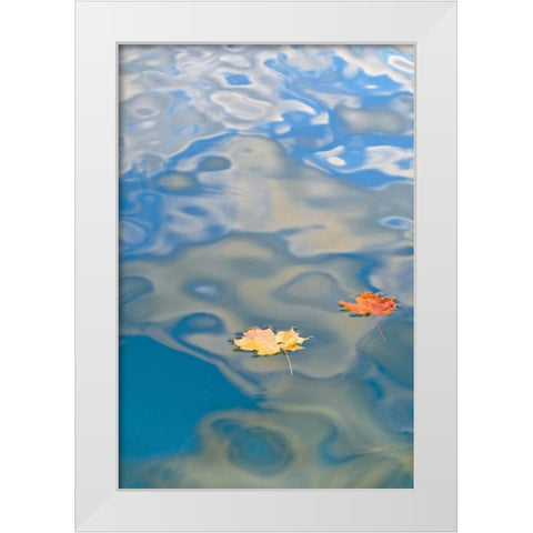 MI, Two leaves floating on Petes Lake White Modern Wood Framed Art Print by Rotenberg, Nancy