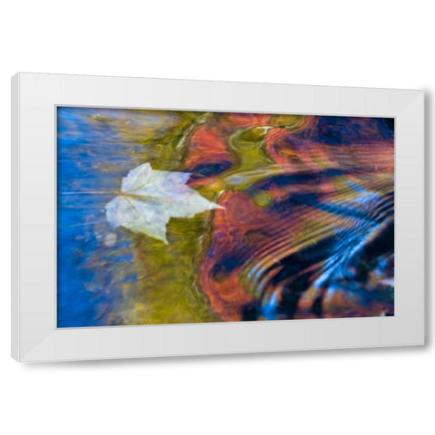 MI, Maple leaf and fall reflections in Bond Falls White Modern Wood Framed Art Print by Rotenberg, Nancy