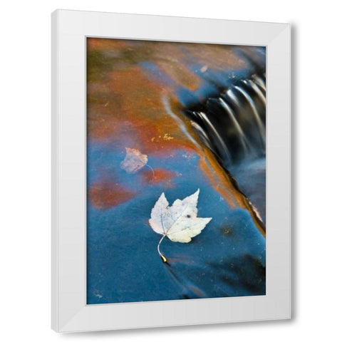 MI, Leaf floating in pond at Bond Falls White Modern Wood Framed Art Print by Rotenberg, Nancy