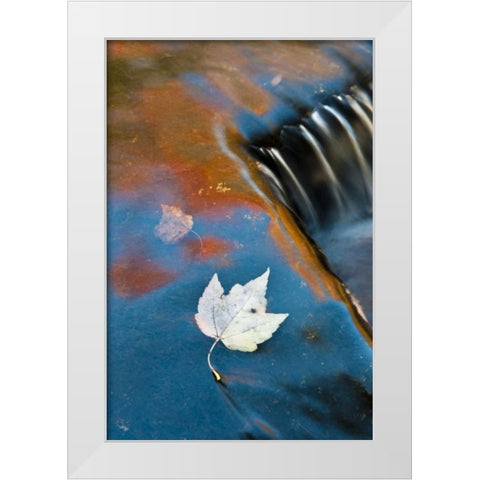 MI, Leaf floating in pond at Bond Falls White Modern Wood Framed Art Print by Rotenberg, Nancy