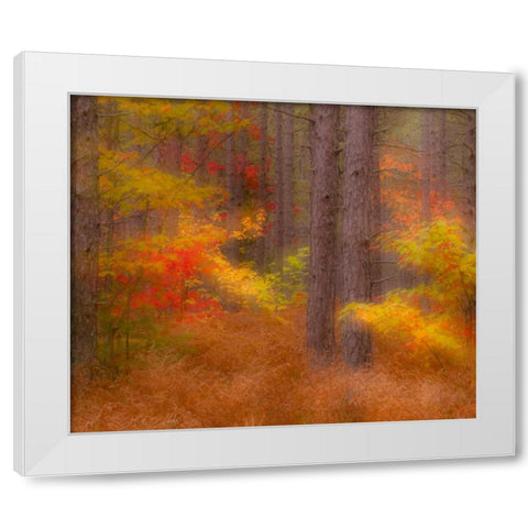 Michigan Soft focus of a forest in autumn color White Modern Wood Framed Art Print by Rotenberg, Nancy