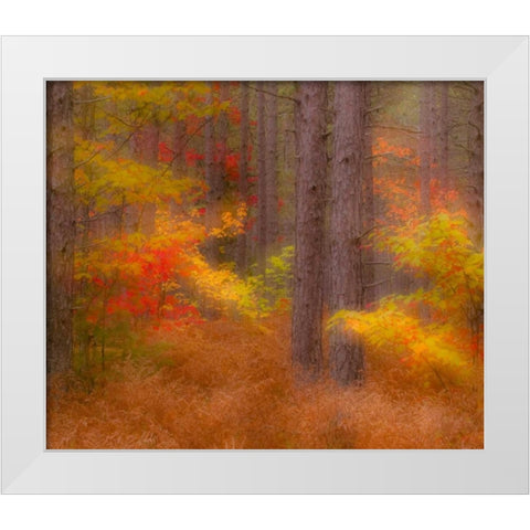 Michigan Soft focus of a forest in autumn color White Modern Wood Framed Art Print by Rotenberg, Nancy