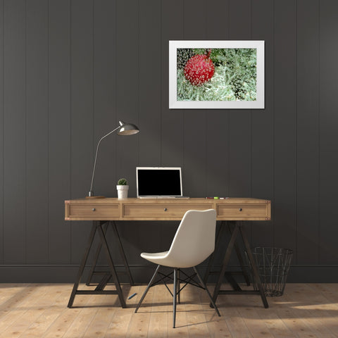 MI, Wintergreen berry and lichen through dew White Modern Wood Framed Art Print by Carlson, Mark