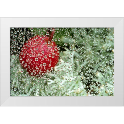 MI, Wintergreen berry and lichen through dew White Modern Wood Framed Art Print by Carlson, Mark