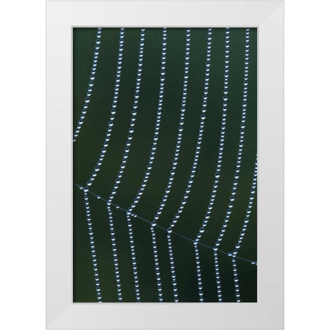 MI, Dew web strands with horizontal junction White Modern Wood Framed Art Print by Carlson, Mark