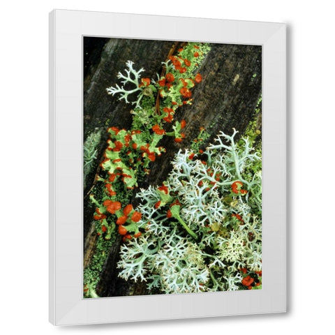 MI, British soldier plant and reindeer lichens White Modern Wood Framed Art Print by Carlson, Mark