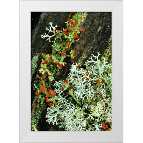 MI, British soldier plant and reindeer lichens White Modern Wood Framed Art Print by Carlson, Mark