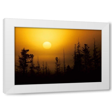 MI, Foggy sunrise over silhouetted evergreens White Modern Wood Framed Art Print by Carlson, Mark