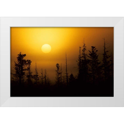 MI, Foggy sunrise over silhouetted evergreens White Modern Wood Framed Art Print by Carlson, Mark