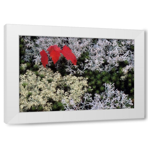 MI, Red maple tree seedling amid moss and lichen White Modern Wood Framed Art Print by Carlson, Mark