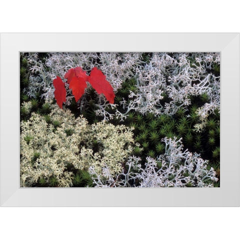 MI, Red maple tree seedling amid moss and lichen White Modern Wood Framed Art Print by Carlson, Mark