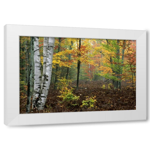 Michigan Forest in light fog and autumn colors White Modern Wood Framed Art Print by Carlson, Mark