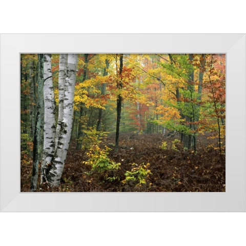 Michigan Forest in light fog and autumn colors White Modern Wood Framed Art Print by Carlson, Mark
