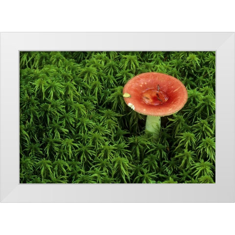 Michigan Russula mushroom in sphagnum moss White Modern Wood Framed Art Print by Carlson, Mark