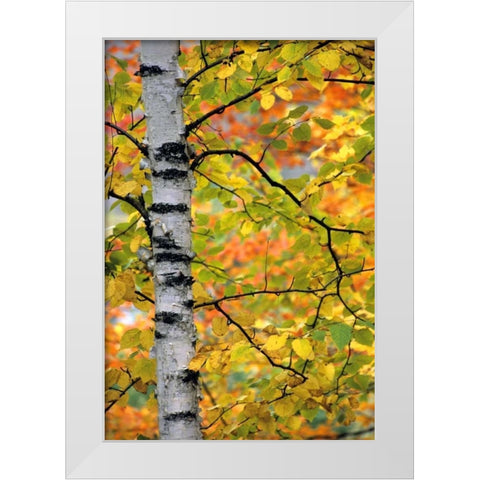 Michigan, Upper Peninsula Birch trees in autumn White Modern Wood Framed Art Print by Carlson, Mark